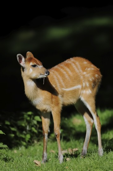 Western Sitatunga (Tragelaphus spekii gratus), juvenile, captive, occurrence in Africa