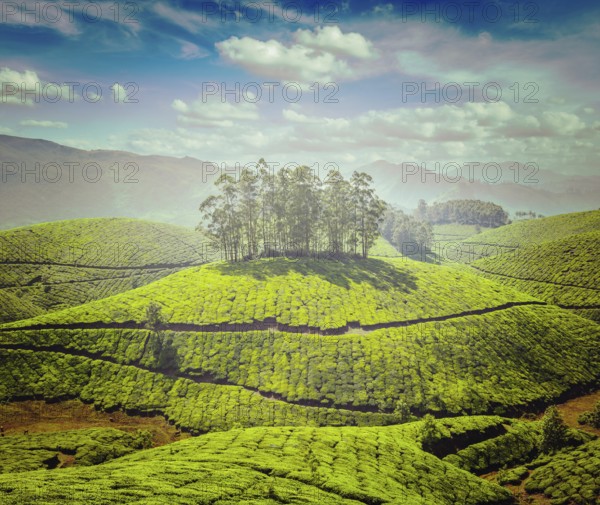 Vintage retro effect filtered hipster style image of tea plantations. Munnar, Kerala, India, Asia