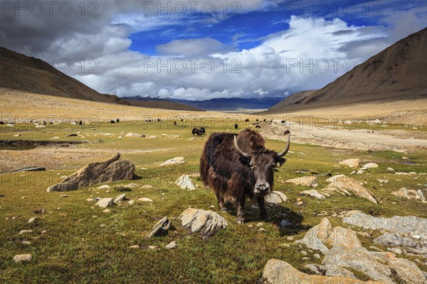 Yak grazing in Himalayas. Ladakh, Jammu and Kashmir, India, Asia