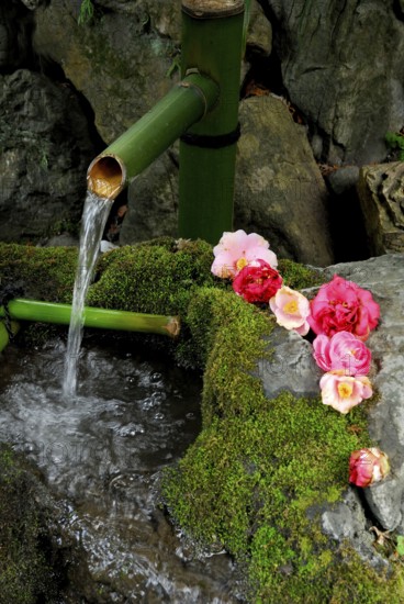 Fountain with mossy stones and camellia flowers, Kyoto, Japan, Asia