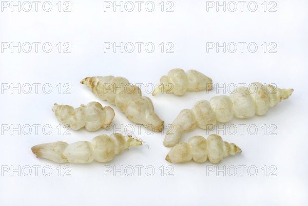 Tuberziest , Stachys affinis (Stachys tuberifera) (Stachys sieboldii) (Stachys affinis) Japanese