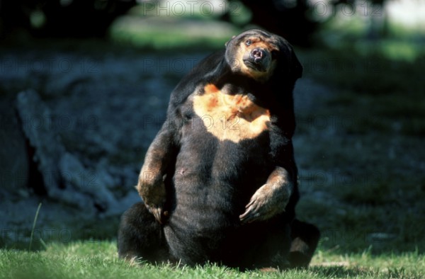 Malayan Sun Bear (Helarctos malayanus), Malaienbaer, Malaienbär