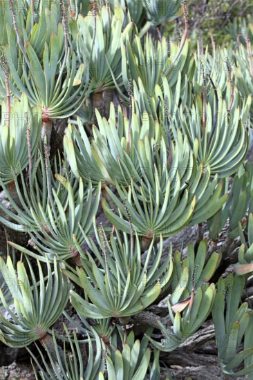 (Aloe plicatilis), fan aloe