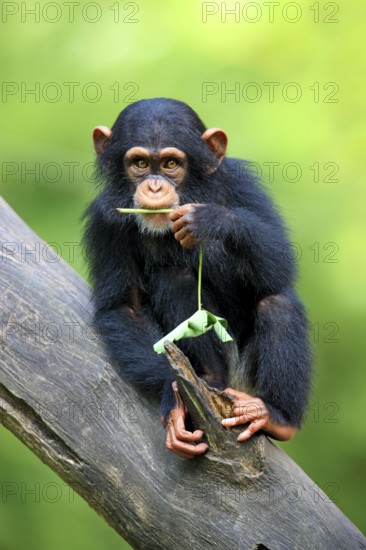 Chimpanzee (Pan troglodytes), young, Africa