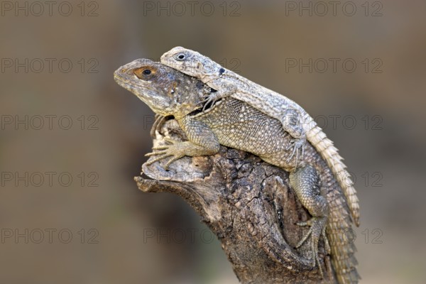Dumeril's Madagascar Swift, female and young, Madagascar (Oplurus quadrimaculatus)