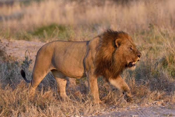 Lion (Panthera leo), male in evening light, grass savannah, Khwai region, North-West District,