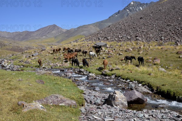 Horses on their summer pasture, West Karakol Valley, Tien Shan Mountains, Naryn region, Kyrgyzstan,