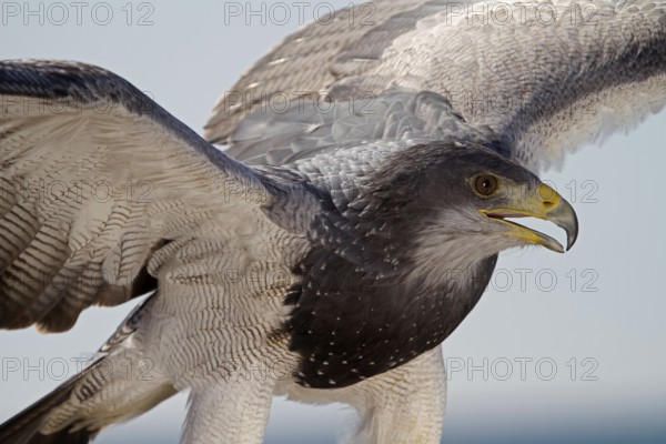 Black-chested buzzard-eagle (Geranoaetus melanoleucus), Aguja, Cordless Eagle