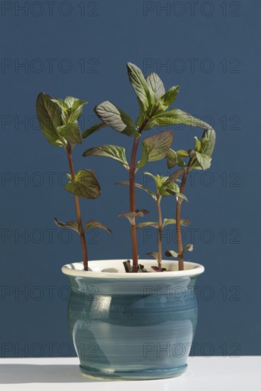 Spearmint (Mentha spicata) in pot
