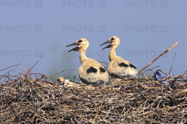 White storks (Ciconia ciconia), young on the nest, Philippsburg, Baden-Württemberg, Germany, Europe