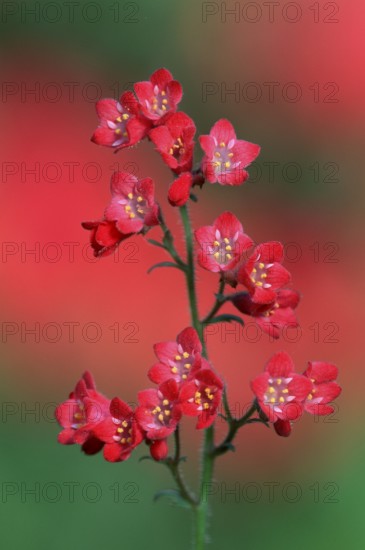 Alumroot (Heuchera)