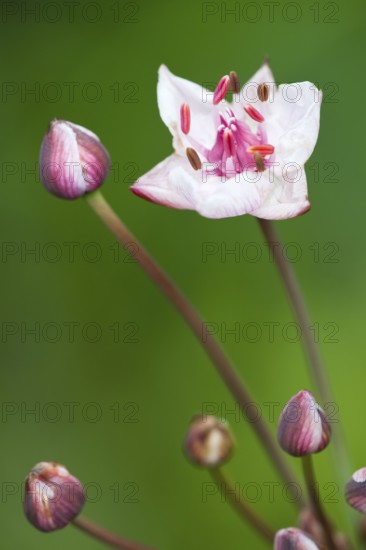 Flowering rush (Butomus umbellatus), Lower Saxony, Germany, White Flower Pink, Europe