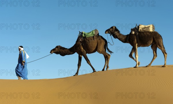 Morocco, camel driver, Berber, Erg Chebbi desert, dunes, Africa
