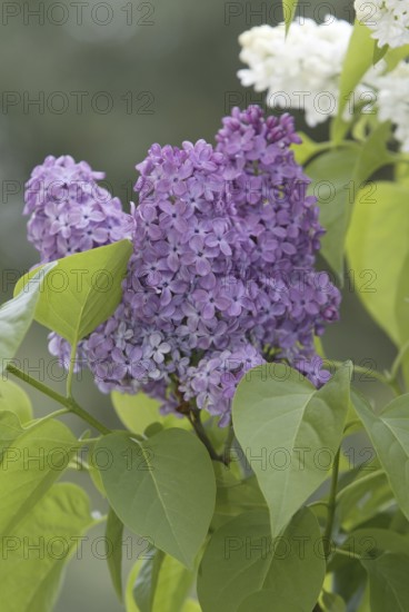 Common Lilac (Syringa vulgaris), Germany, Europe