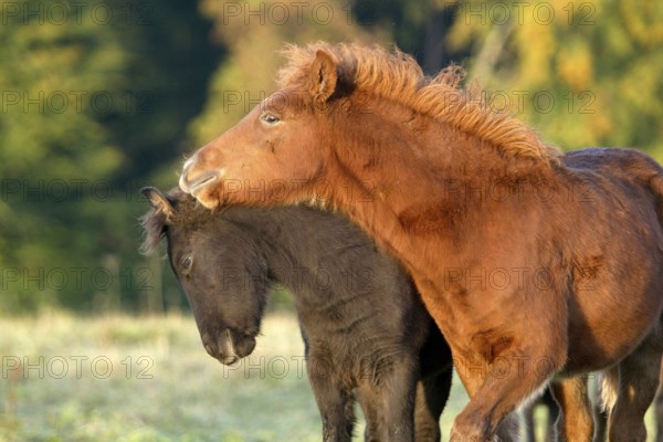 Icelandic ponies, foals, Icelanders