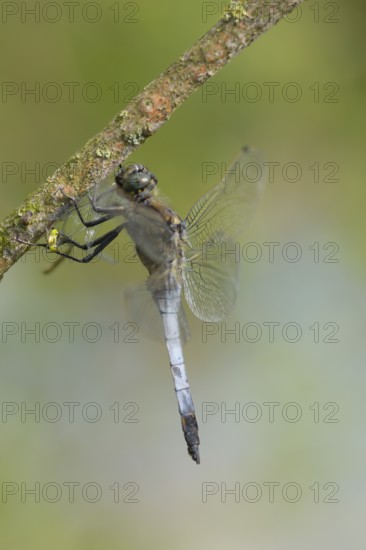 Large blue arrow (Orthetrum cancellatum), NSG Freudenthal, Hesse, Germany, Europe