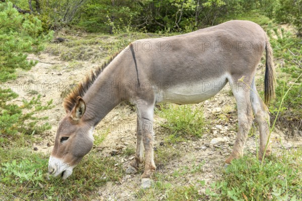 Domestic gray donkey (Equus asinus) in mountain pasture. Drome, France, Europe