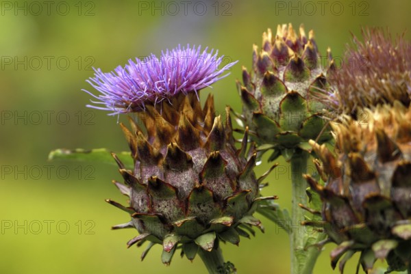 Cardoon, Spanish artichoke (Cynara cardunculus) Cardone