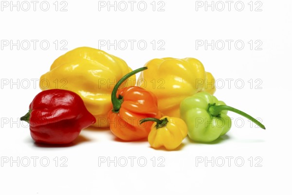 Habanero Chocolate (Capsicum chinense) , Chili