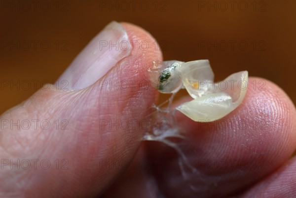 Mistletoe berry (Viscum album) squashed between fingers, mistletoe, sticky
