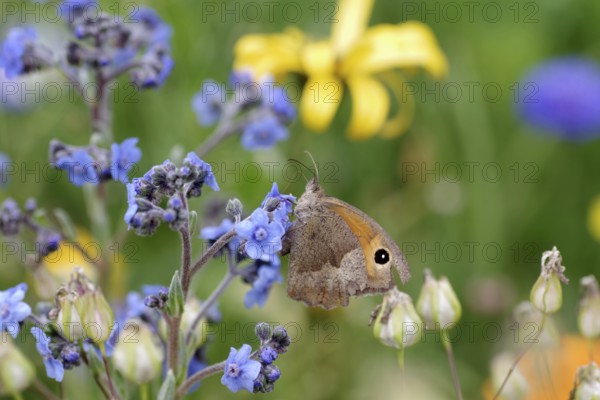 Meadow brown (Maniola jurtina), female, butterfly, forget-me-not (Myosotis), plant, flowers,