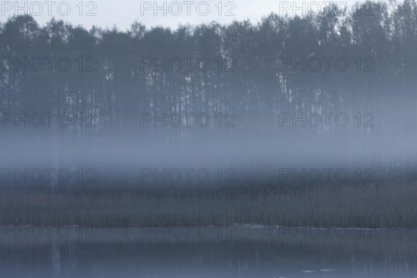 Morning fog over the alder forest, Müritz National Park, Mecklenburg-Western Pomerania, Germany,