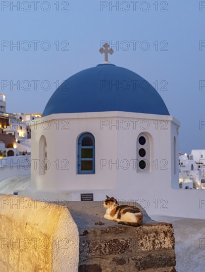 Cat outside blue-domed Church of Agios Nikolaos by night, Ia, Oia, Santorini, Greece, Europe