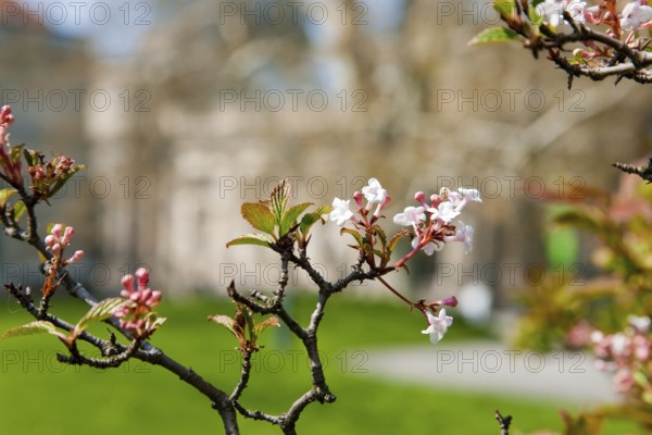 Spring in the Brühl's Garden on the Brühl's Terrace