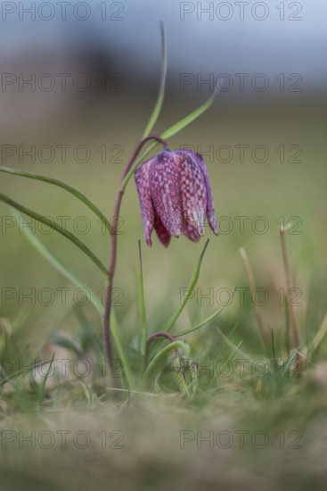 Snake's head fritillary (Fritillaria meleagris), Styria, Austria, Europe