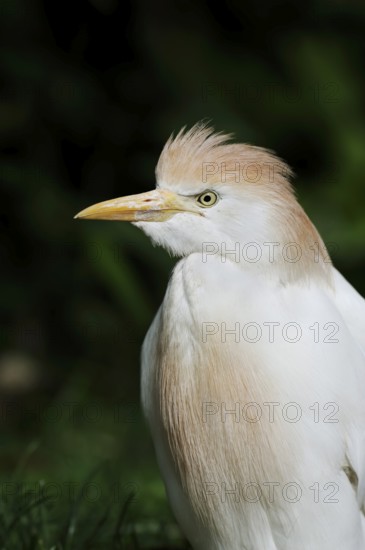 Cattle egret (Bubulcus ibis), portrait, Camargue, France, Europe