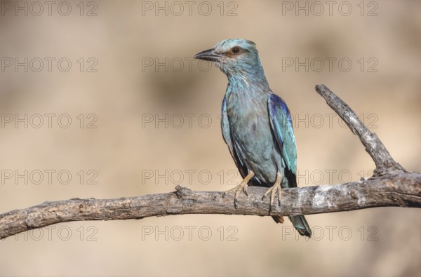 European Roller (Coracias garrulus) sitting on a branch near its nest. Saint-Gilles, Nimes, Gard,