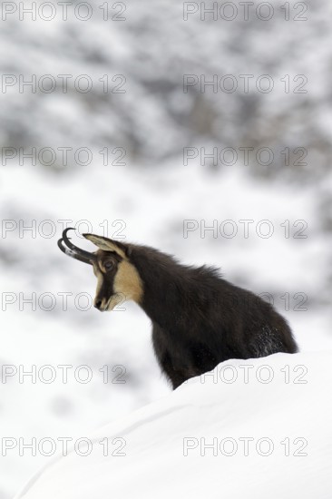 Chamois (Rupicapra rupicapra) in the snow in winter, Gran Paradiso National Park, Italian Alps,