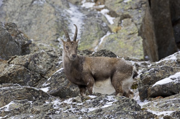 Alpine ibex (Capra ibex) female foraging on mountain slope in the snow in winter, Gran Paradiso
