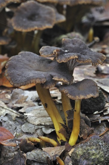 Trumpet chanterelle, Yellowfoot, Winter mushroom, Funnel Chanterelle (Cantharellus tubaeformis)