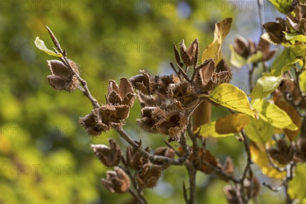 European beech (Fagus sylvatica), common beech close up of leaves and nuts in open cupules in early