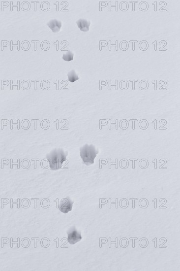European brown hare (Lepus europaeus) footprints in the snow in winter
