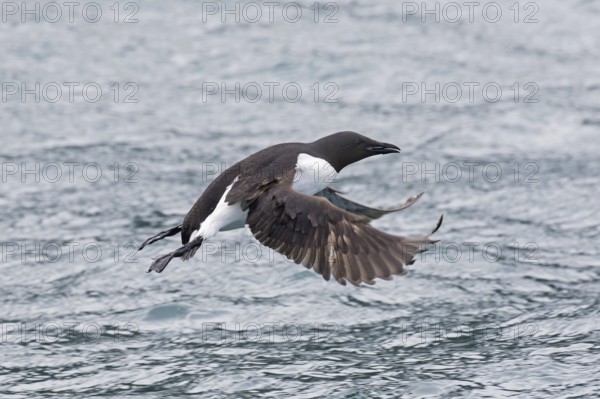 Thick-billed murre (Uria lomvia), Brünnich's guillemot in flight above sea water, native to the