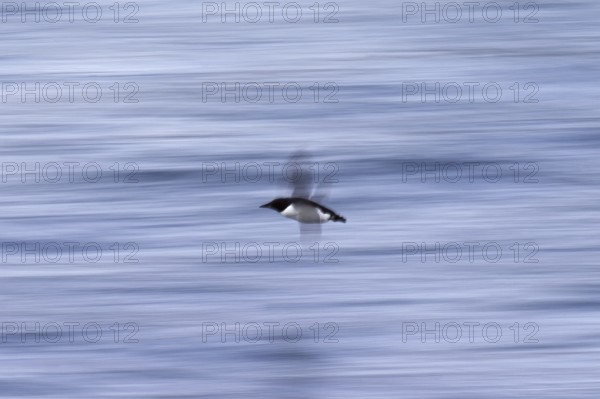 Thick-billed murre (Uria lomvia), Brünnich's guillemot in flight above sea water, native to the