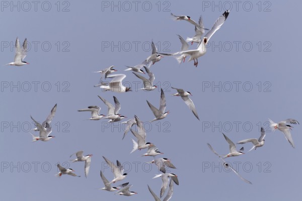 Common Tern (Sterna hirundo), joint predation defence in the colony, european herring gull (Larus