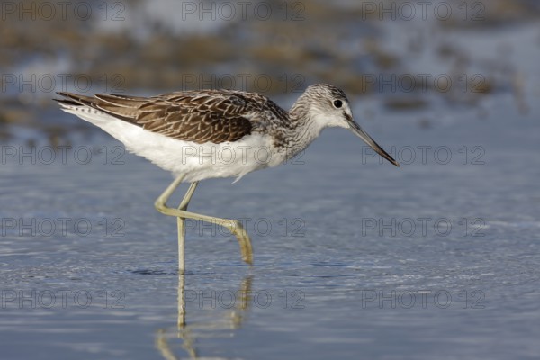 Common greenshank (Tringa nebularia), animal foraging in the water, Lower Saxon Wadden Sea National