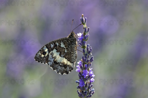 Great banded grayling (Brintesia circe), sitting on lavender flower, Provence, France, Europe