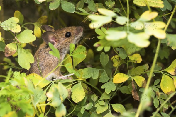 Wood mouse (Apodemus sylvaticus) foraging in yellow rock corydalis (Pseudofumaria lutea), Hesse,