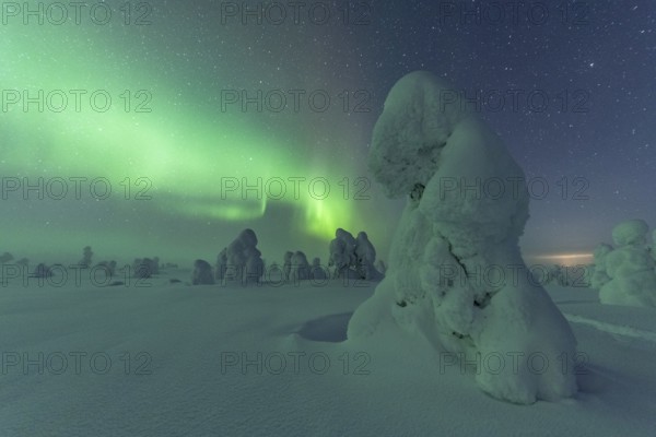 Northern Lights over Snowed-in Trees, Winter Landscape, Riisitunturi National Park, Posio, Lapland,