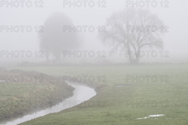 Trees, sycamore maple (Acer pseudoplatanus) and oak (Quercus robur) in the fog by a stream,