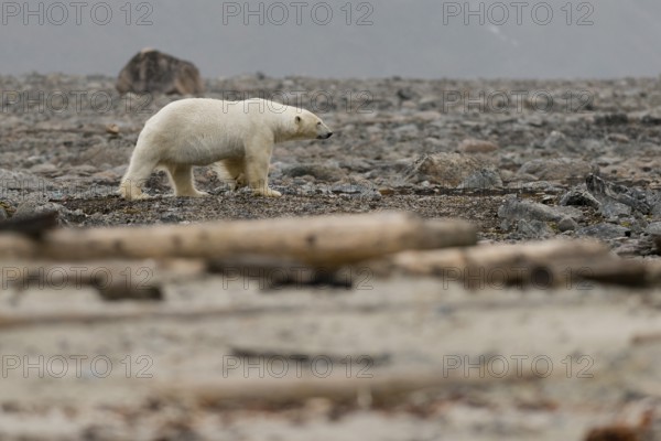 Polar bear (Ursus maritimus), male, Blomstrandhalvoya, Spitsbergen archipelago, Svalbard and Jan