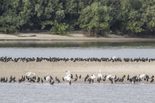 Dalmatian Pelicans (Pelecanus crispus) and great cormorant (Phalacrocorax carbo) on a sandbank in
