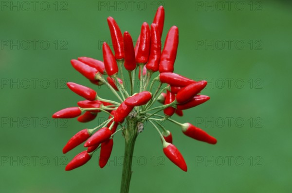 Hot Chili (Capsicum annuum)