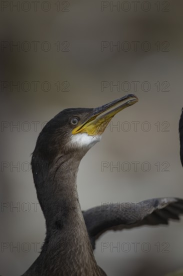 European shag (Phalacrocorax aristotelis) juvenile bird head portrait, Northumberland, England,