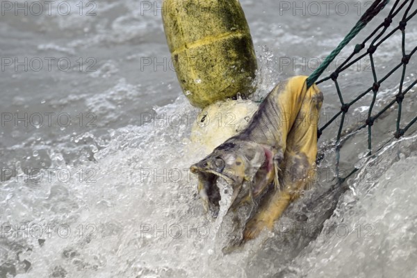 Dead pink salmon (Oncorhynchus gorbuscha) hanging in a fishing net, Prince William Sound, Alaska