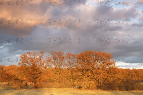 Typical floodplain landscape in autumn with willows and oaks, Middle Elbe Biosphere Reserve,